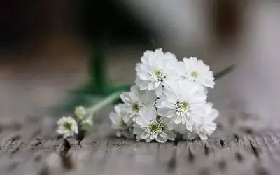 民政部关于《殡葬管理条例（修订草案征求意见稿）》 公开征求意见的通知