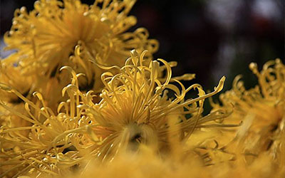 了解下国外的墓地使用与殡葬文化