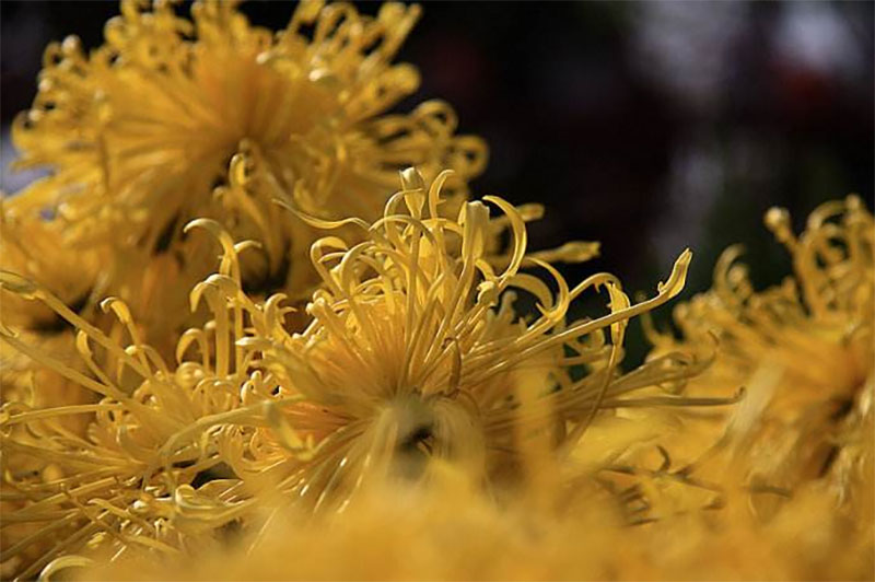 殡葬文化 殡葬文化