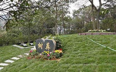 生态树葬，是惠及民生，还是敛财噱头