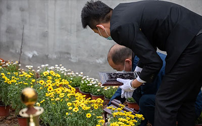 生态安葬要成主流 还需迈过几道关