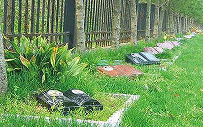 “树葬”或将成为传统殡葬方式的主要改革