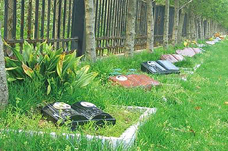 树葬或将成为传统殡葬方式的主要改革 树葬或将成为传统殡葬方式的主要改革