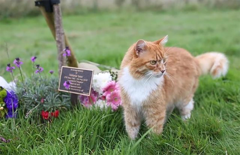 墓地里一位优雅的猫咪礼仪师 墓地里一位优雅的猫咪礼仪师