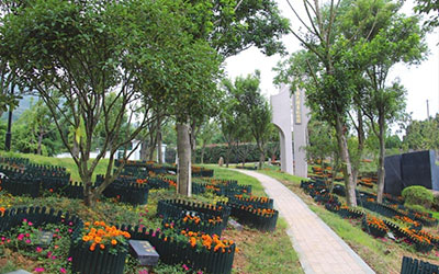 公墓信息网:择墓之树木篇