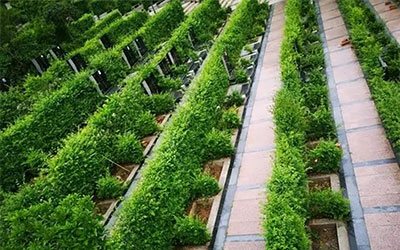 怎样选择墓地？会有哪些流程？