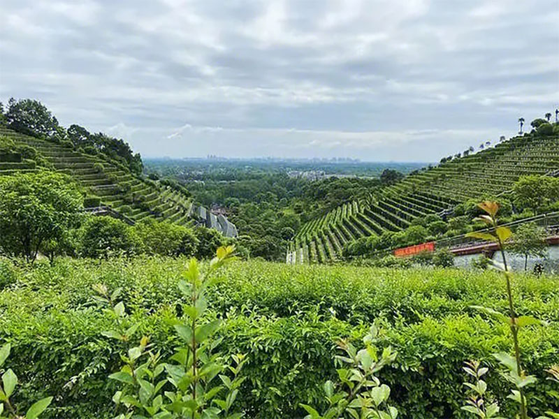购买墓地需要什么证件 购买墓地需要什么证件