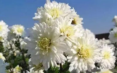 去墓地祭奠逝去的亲人选择什么花比较合适？