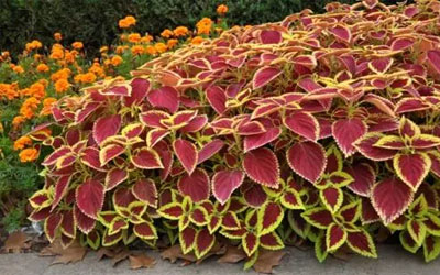 墓地适合种什么花