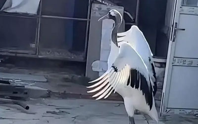 老人灵堂飞来仙鹤是殡葬服务? 官方：不可能