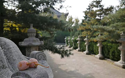 提前准备墓地好不好