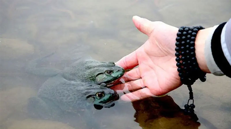 放生的意义 放生的意义