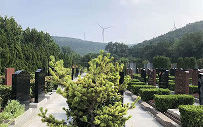 树葬是什么意思?和大自然完美的契合才是最终归宿?