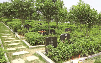 坟墓周围种树好不好?不可乱种坏风水