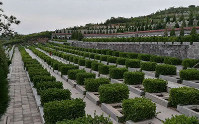 坟边种树好不好