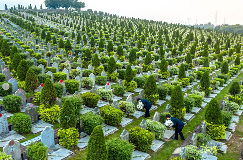 坟墓周边长的植物一般怎么处理为好 坟墓周边长的植物一般怎么处理为好