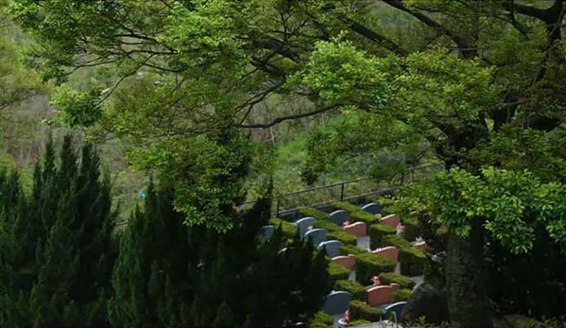 如何通过种树改善墓地风水 如何通过种树改善墓地风水