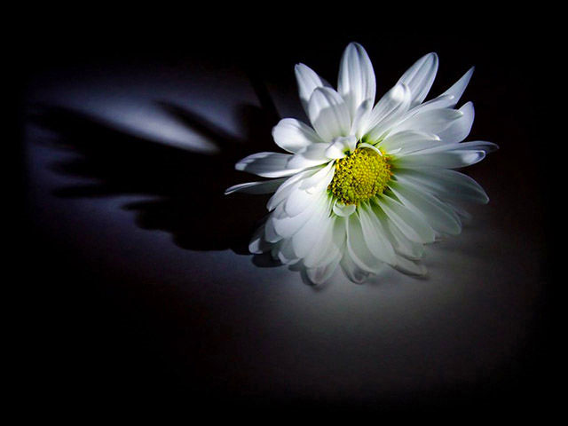 撰写悼词有哪些讲究 撰写悼词有哪些讲究