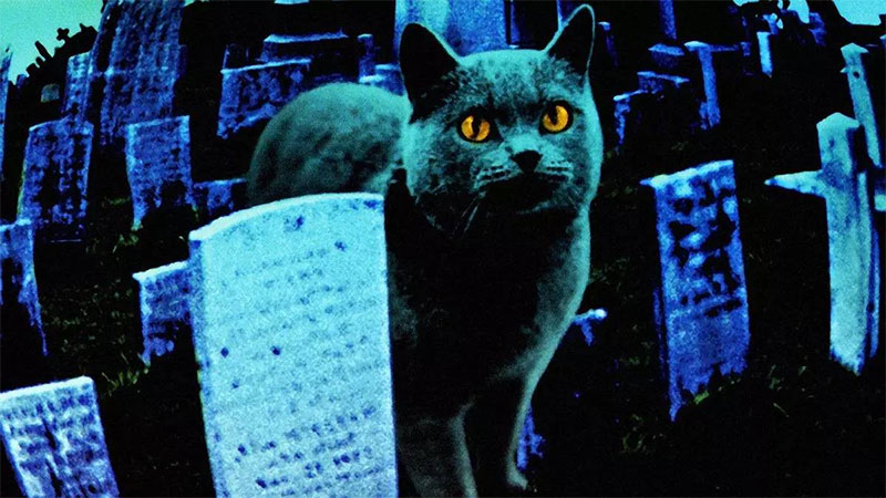 猫与墓地——它们是很忠实的守灵者 猫与墓地——它们是很忠实的守灵者