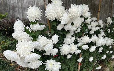 手机存死人照片忌讳，存放去世之人的照片好吗