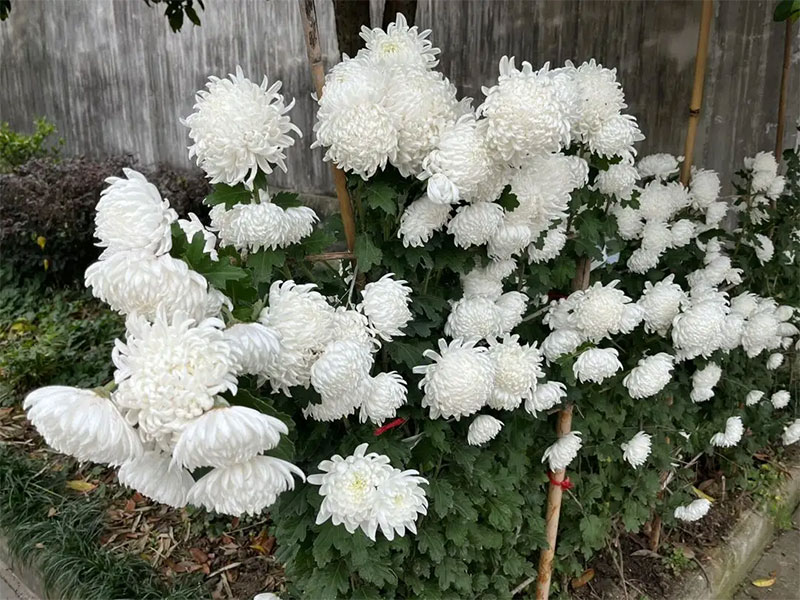 手机存死人照片忌讳，存放去世之人的照片好吗