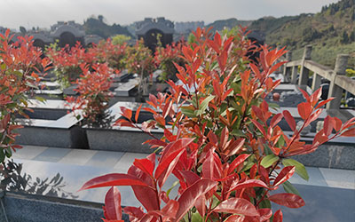 坟墓长什么草后人发财？有其他影响吗？