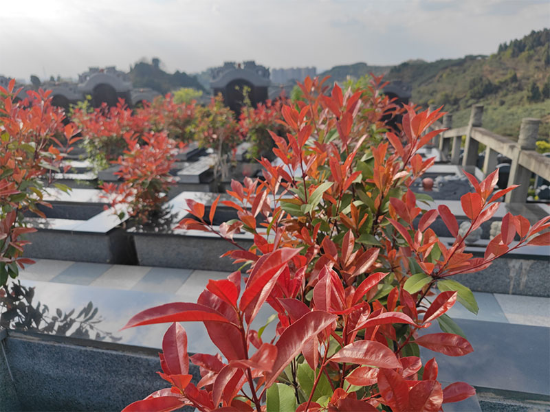 坟墓长什么草后人发财?有其他影响吗? 坟墓长什么草后人发财?有其他影响吗?