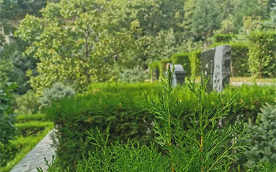 树葬有什么优势？老百姓选择树葬的原因都有什么？