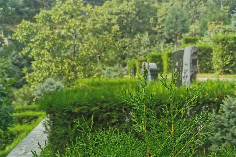 树葬有什么优势？老百姓选择树葬的原因都有什么？