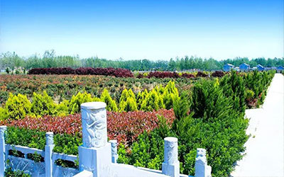 选择家族墓地好还是传统墓地好