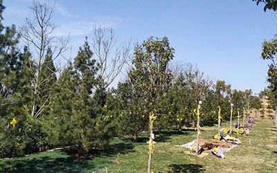 生态树葬的形式都有哪些