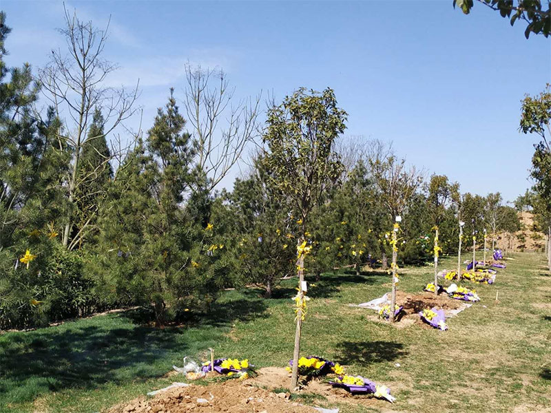 生态树葬的形式都有哪些