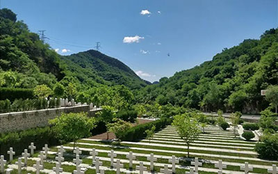 树葬怎么祭奠呢？