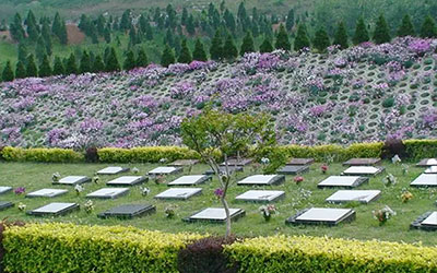 为什么绿色殡葬越来越受欢迎？