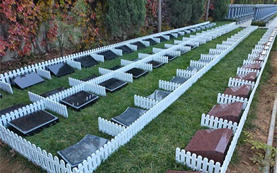 热门的环保生态葬您能接受吗？