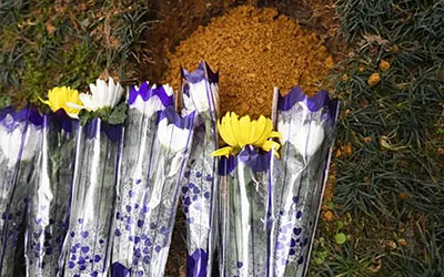 死后变成一棵树，关于生态葬你了解多少？