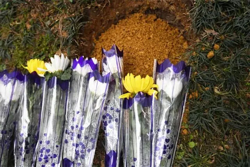 死后变成一棵树,关于生态葬你了解多少 死后变成一棵树,关于生态葬你了解多少