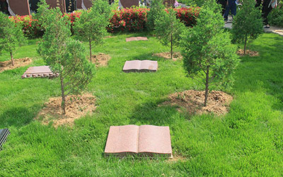 取代火葬、土葬？生态葬：30厘米以上树干挖孔，骨灰直接融入树体