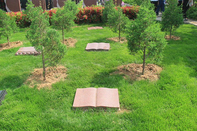 取代火葬、土葬?生态葬:30厘米以上树干挖孔,骨灰直接融入树体 取代火葬、土葬?生态葬:30厘米以上树干挖孔,骨灰直接融入树体