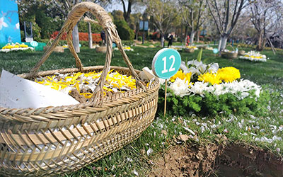 环保树葬，让生命回归自然