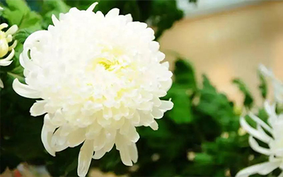 祭日，指的是人死当天，还是下葬那天，你知道吗