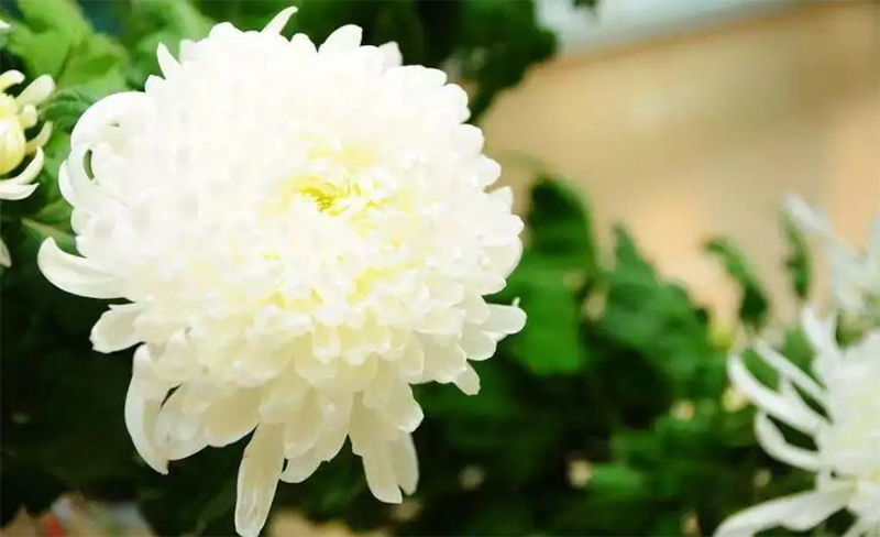 祭日，指的是人死当天，还是下葬那天，你知道吗