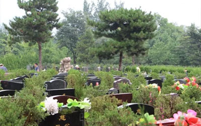 墓地旁栽什么树比较好？有什么讲究