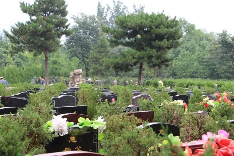 墓地旁栽什么树比较好？有什么讲究