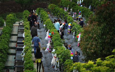 公墓信息网告诉您清明节上坟步骤