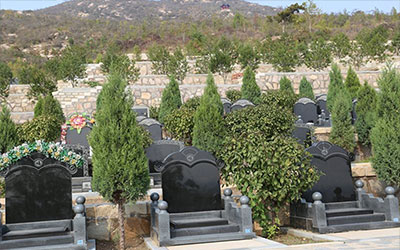 墓地附近种什么树好？槐树不可有！