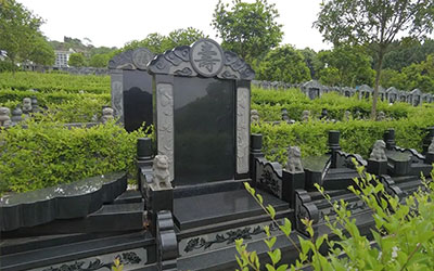 墓地长桑树有何主要喻意？