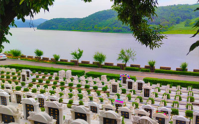 坟地栽什么树人财两旺