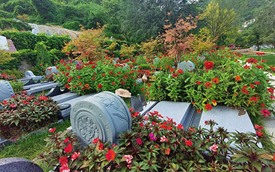 墓地中埋什么比较好