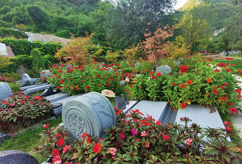 墓地中埋什么比较好